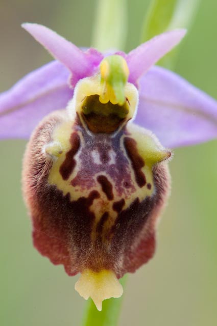 Ophrys fuciflora